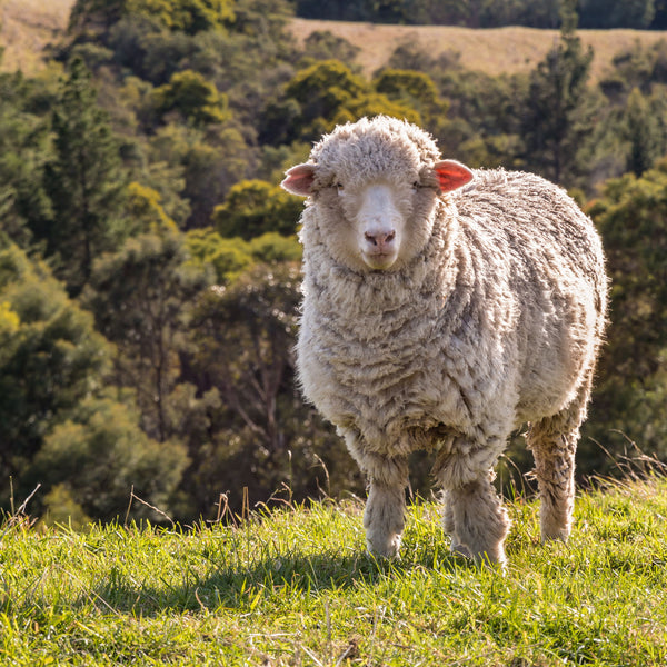 Vermont’s Merino Miracle: Lessons from a Landscape of Lambs